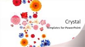  Presentation with pink petal flower animated - PPT layouts consisting of wind rose - flying flower buds and petals background and a white colored foreground