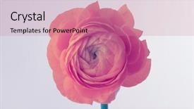  Presentation with gray - Colorful presentation theme enhanced with wind rose - pink anemone flower on gray backdrop and a coral colored foreground