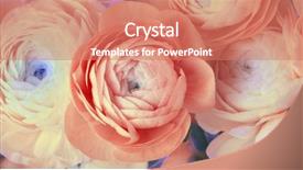  Presentation with red hibiscus rosa sinensis flower - PPT theme consisting of wind rose - red anemone flower bouquet background background and a coral colored foreground