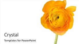  Presentation with iris flower yellow - Presentation theme enhanced with wind rose - yellow anemone flower isolated background and a white colored foreground