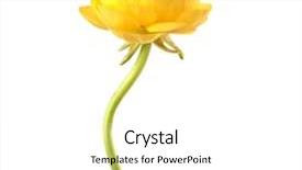  Presentation with rose yellow - Beautiful PPT theme featuring wind rose - yellow anemone flower isolated backdrop and a white colored foreground