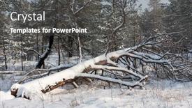  Presentation with pine forest - PPT theme enhanced with windbreak-tree-in-a-snowy background and a dark gray colored foreground