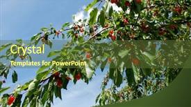  Presentation with sakura japanese cherry branch - Beautiful PPT layouts featuring windfall - cherry branch in summer backdrop and a tawny brown colored foreground
