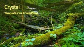  Presentation with ravine - Slides featuring windfall - ravine in the forest covered background and a  colored foreground