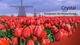  Presentation with consept architecture - Slides having windmills and flowers in netherlands background and a light blue colored foreground