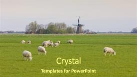  Presentation with windmill - Presentation design having windmill and sheep near marrum friesland netherlands background and a gold colored foreground