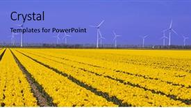  Presentation with country western spring - Presentation theme having fresh spring tulips with sky background and a  colored foreground