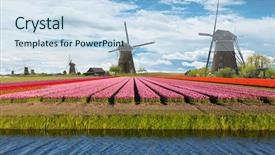 Presentation with windmill - Cool new PPT theme with windmill with beautiful tulip field backdrop and a sky blue colored foreground