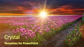  Presentation with tulip - Beautiful PPT layouts featuring windmill with beautiful tulip field backdrop and a tawny brown colored foreground
