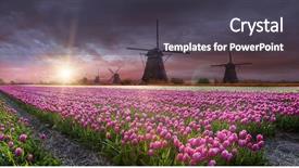  Presentation with tulip - Colorful presentation theme enhanced with windmill with beautiful tulip field backdrop and a dark gray colored foreground