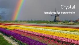  Presentation with tulip - Slides enhanced with windmill-with-tulip-field background and a gray colored foreground