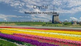  Presentation with tulip - Slide set enhanced with windmill-with-tulip-field background and a light blue colored foreground