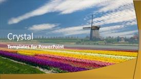  Presentation with tulip - Theme consisting of windmill-with-tulip-field background and a teal colored foreground