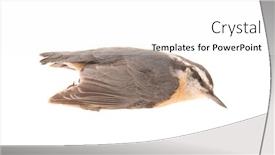  Presentation with female - Beautiful slide deck featuring window-strike-dead-female-red backdrop and a white colored foreground