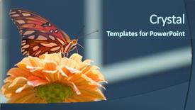  Presentation with migration - Beautiful PPT theme featuring windows migration - beautiful gulf fritillary butterfly feeding backdrop and a ocean colored foreground