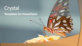  Presentation with migration - Theme consisting of windows migration - gulf fritillary butterfly feeding background and a gray colored foreground
