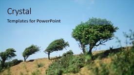  Presentation with maintenance cost - Slides having windswept trees at the cost background and a light blue colored foreground