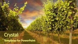  Presentation with vineyard - PPT theme featuring  background and a  colored foreground