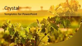  Presentation with vine - Amazing PPT layouts having wine grapes barossa valley sunset - closeup of vine leaves backdrop and a yellow colored foreground