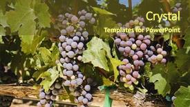  Presentation with napa - Colorful PPT layouts enhanced with pinot noir - grapes on the vine backdrop and a tawny brown colored foreground