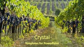  Presentation with vine - Presentation theme consisting of photo of a woman dealing with ongoing grief background and a gray colored foreground