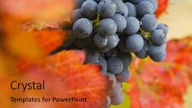  Presentation with vine - Beautiful presentation featuring lush ripe grapes on the vine 54 backdrop and a red colored foreground