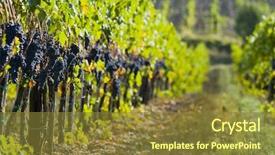  Presentation with vine - Amazing slides having lush ripe grapes on the vine 88 backdrop and a tawny brown colored foreground