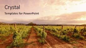  Presentation with honeymoon france - PPT layouts with grape harvest - vineyard in france on sunrise background and a lemonade colored foreground