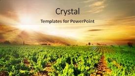  Presentation with vineyard - Theme consisting of agriculture grape fields landscape winery - vineyard background and a coral colored foreground