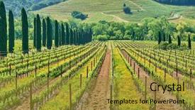  Presentation with vineyards - Colorful slide set enhanced with vineyards landscape in california usa backdrop and a gold colored foreground