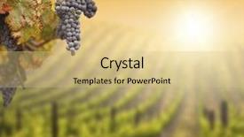  Presentation with vine wine - Theme having wine grapes - beautiful lush grape vine background and a yellow colored foreground