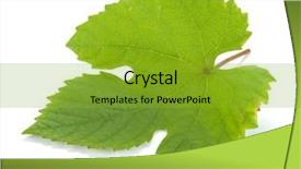  Presentation with grape - Cool new theme with wine grapes - grape leaf isolated on white backdrop and a gold colored foreground