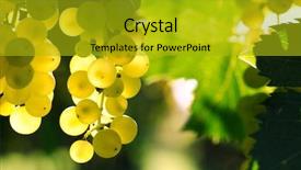  Presentation with grape - Cool new theme with wine grapes - ripe grape backdrop and a gold colored foreground