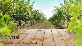  Presentation with vineyard - Presentation design having wine grapes - wooden table with vineyard background and a coral colored foreground