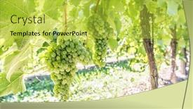  Presentation with vine wine - Presentation theme consisting of wine grapes on the vine background and a yellow colored foreground