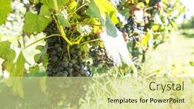  Presentation with vine wine - Beautiful presentation theme featuring wine-grapes-on-the-vine backdrop and a soft green colored foreground