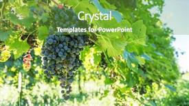  Presentation with vine wine - Amazing slide deck having wine grapes on the vine backdrop and a tawny brown colored foreground