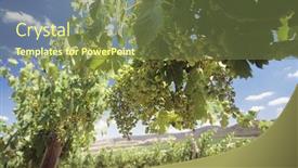  Presentation with wine - Presentation theme enhanced with wine-grapes-on-vines-central background and a tawny brown colored foreground