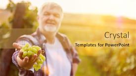  Presentation with grape - Beautiful presentation theme featuring wine-grower-holds-white-grapes backdrop and a yellow colored foreground