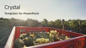  Presentation with vineyard - Theme having wine harvest - grapes in basket at vineyard background and a  colored foreground