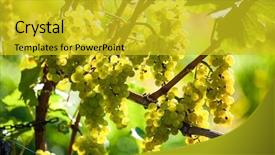  Presentation with vineyard - PPT layouts featuring wine harvest - grapes in the vineyard background and a gold colored foreground