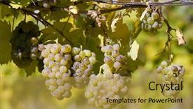  Presentation with republic dominican - PPT theme enhanced with wine harvest - grapevines in vineyard czech republic background and a  colored foreground