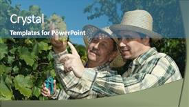  Presentation with grape vine black grapes - Cool new slides with wine harvest - vintners in french straw examining backdrop and a teal colored foreground