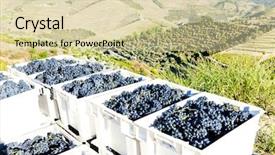  Presentation with harvest - Cool new presentation with wine harvest douro valley portugal backdrop and a  colored foreground