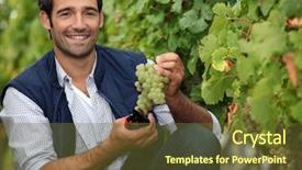  Presentation with grape vine black grapes - Amazing slide set having wine industry - harvesting the grapes backdrop and a tawny brown colored foreground