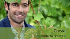  Presentation with grape vine wine grapes - Amazing theme having wine industry - man picking grapes backdrop and a seafoam green colored foreground