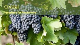  Presentation with vineyard - PPT theme consisting of wine production - grapevines in vineyard czech republic background and a tawny brown colored foreground