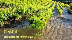  Presentation with honeymoon france - Presentation featuring wine production - vineyards near gigondas provence france background and a  colored foreground