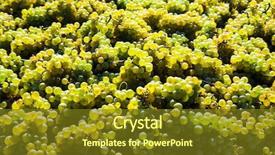  Presentation with vineyard - Presentation theme featuring wine production - vintage in vineyard background and a  colored foreground