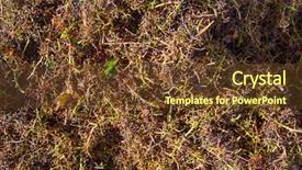  Presentation with grape juice - PPT theme enhanced with wine production process after juice background and a tawny brown colored foreground